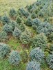 Świerk srebrny, Jodła kaukaska , Tuja WŁASNA PLANTACJA - 3