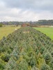 Świerk srebrny, Jodła kaukaska WŁASNA PLANTACJA - 2