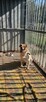 DWIE PILNE ADOPCJE owczarek i kundelek 6 i 2l. - 10