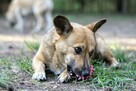 EDI cudowny, mały, proludzki psiak do adopcji 5l. 12kg - 5