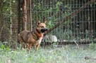 EDI do adopcji, cudowny, mały, przyjacielski 5l. 12kg - 5