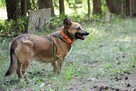 EDI do adopcji, cudowny, mały, przyjacielski 5l. 12kg - 3