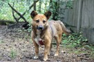 EDI do adopcji, cudowny, mały, przyjacielski 5l. 12kg - 6