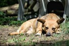 Edi cudowny, mały psiak ala corgi szuka nowej rodziny 5l. - 9