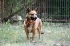 EDI do adopcji, cudowny, mały, przyjacielski 5l. 12kg - 4