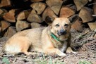 Mały, przyjacielski EDI szuka nowej rodziny 5l. 12kg - 9