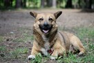 Do adopcji Edi, wielkości corgi, mały, przyjazny 5l. 12kg - 7