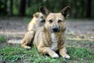 EDI cudowny, mały, proludzki psiak do adopcji 5l. 12kg - 6