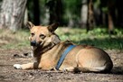 Edi cudowny, mały psiak ala corgi szuka nowej rodziny 5l. - 8
