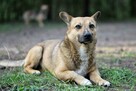 EDI cudowny, mały, proludzki psiak do adopcji 5l. 12kg - 7