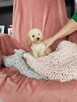 Cudne szkrabki Maltipoo odchowane nauczone czystości ZOBACZ! - 4