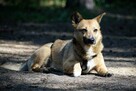 Edi cudowny, mały psiak ala corgi szuka nowej rodziny 5l. - 10