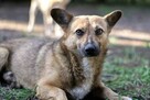 Edi cudowny, mały psiak ala corgi szuka nowej rodziny 5l. - 12