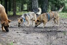 Edi cudowny, mały psiak ala corgi szuka nowej rodziny 5l. - 7