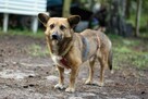 Do adopcji Edi, wielkości corgi, mały, przyjazny 5l. 12kg - 2