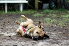 Edi cudowny, mały psiak ala corgi szuka nowej rodziny 5l. - 3