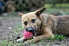 EDI cudowny, mały, proludzki psiak do adopcji 5l. 12kg - 3