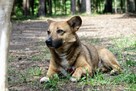 Edi cudowny, mały psiak ala corgi szuka nowej rodziny 5l. - 5
