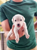 Szczenięta z metryką ZKwP/FCI Jack Russell Terrier Warszawa - 3