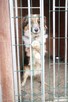 Winnetou ok.4 let. wyjątkowy psiak czeka na dom Bezdomniaki - 3