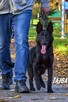 Owczarki niemieckie - 14
