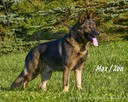 Owczarki niemieckie - 10