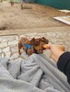 Tomek, mały, uroczy jamnik czekoladowy do adopcji 3l. 7kg - 2