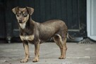 Tomek, mały, uroczy jamnik czekoladowy do adopcji 3l. 7kg - 11