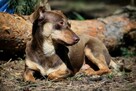 Jamniczek czekoladowy, Tomuś szuka świadomych ludzi, adopcja - 2