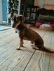 Tomek, mały, uroczy jamnik czekoladowy do adopcji 3l. 7kg - 6