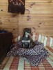 Tomek, mały, uroczy jamnik czekoladowy do adopcji 3l. 7kg - 3
