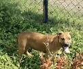 Pit bull !!! ADBA - 2