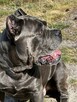 Cane Corso Italiano - 9