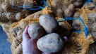 Ziemniaki Vineta Gala Jelly - 3