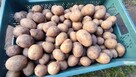 Ziemniaki Vineta Gala Jelly - 2