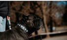 Cane Corso Italiano - 5