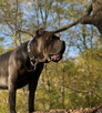 Cane Corso Italiano - 3