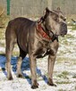 Cane Corso Italiano - 4