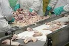 Rozbiór kurczaka Nowy Targ kwatera6 tys zł z nadgodzinami - 1