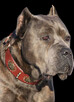 Cane Corso Italiano - 7