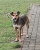 Sonia do adopcji - 5