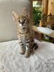 serval afrykański kocieta - 4