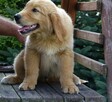 Golden retriever Paszport - 4