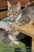 Biało bury młodziutki kocurek *Do Adopcji* - 2