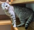 Srebrna młodziutka kotka *Do Adopcji* - 3