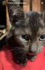 Czarny kocurek, młodziutki *Do Adopcji* - 2