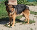 Bąsi - 3