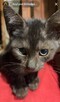 Czarny kocurek, młodziutki *Do Adopcji* - 5