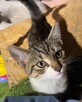 Biało bury młodziutki kocurek *Do Adopcji* - 3