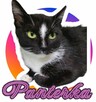 Biało czarna kotka *Do Adopcji* - 2